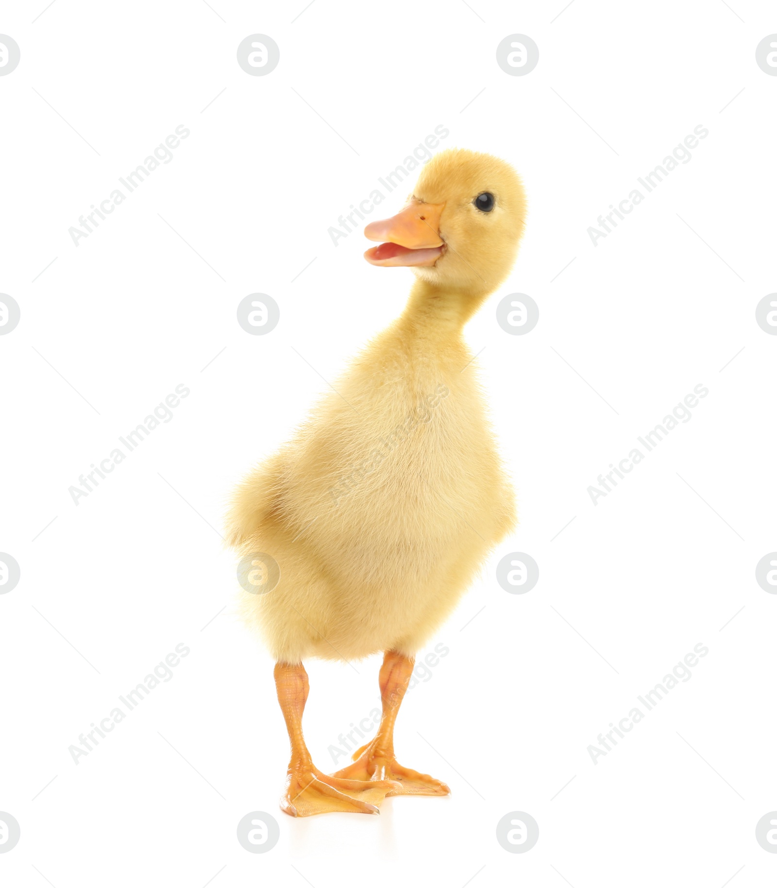 Photo of Cute fluffy baby duckling on white background