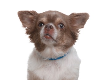 Adorable Chihuahua in dog collar on white background