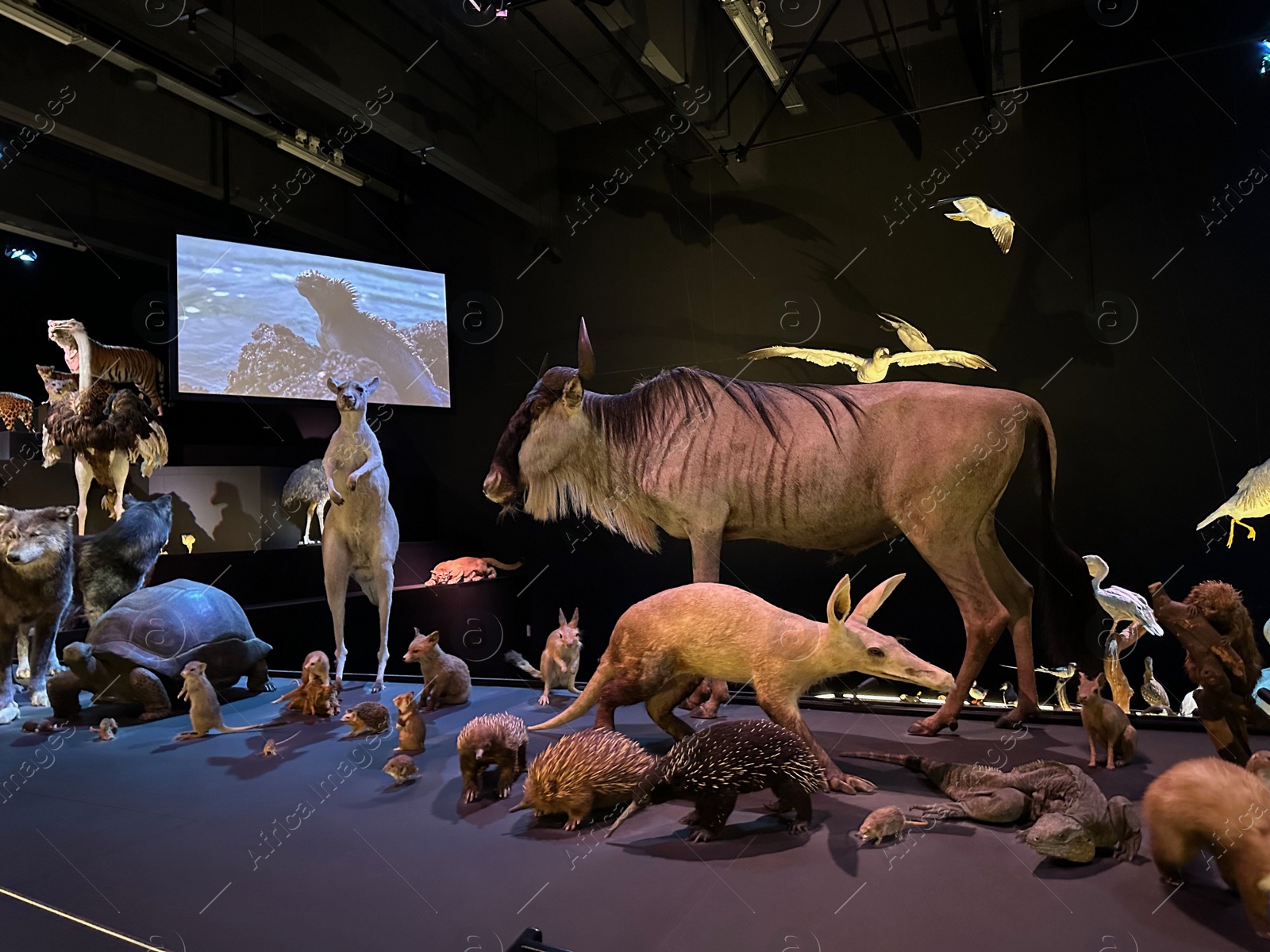 Photo of Leiden, Netherlands - November 19, 2022: Museum exhibition with different stuffed animals. Environmental education