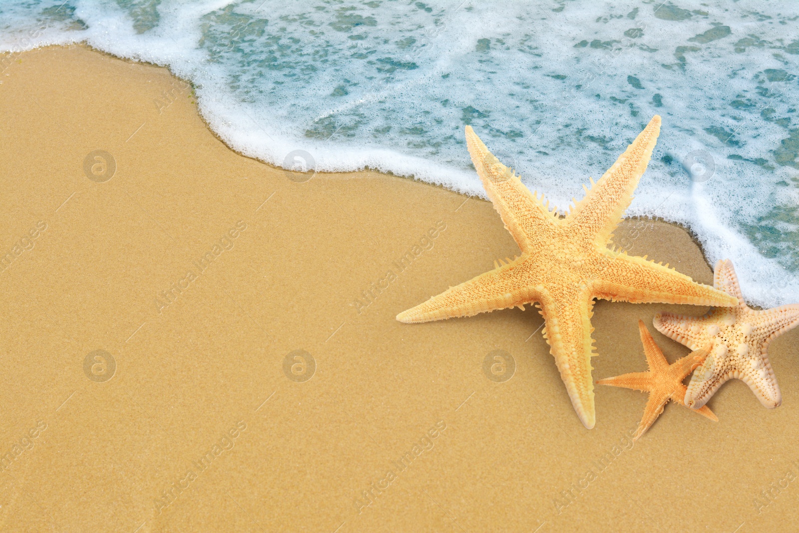 Image of Starfishes on sandy beach near sea, space for text