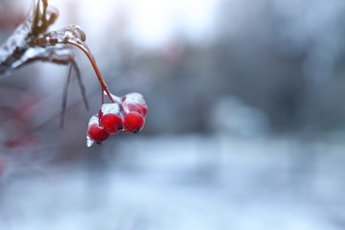 Photo of Tree with red berries in ice glaze outdoors on winter day, closeup. Space for text