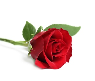 Photo of Beautiful red rose flower on white background