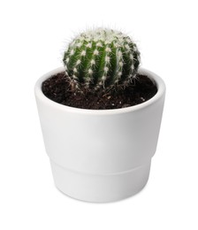 Photo of Beautiful green cactus in pot isolated on white
