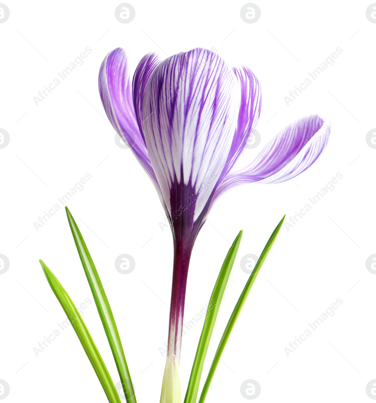 Photo of Beautiful spring crocus flower on white background