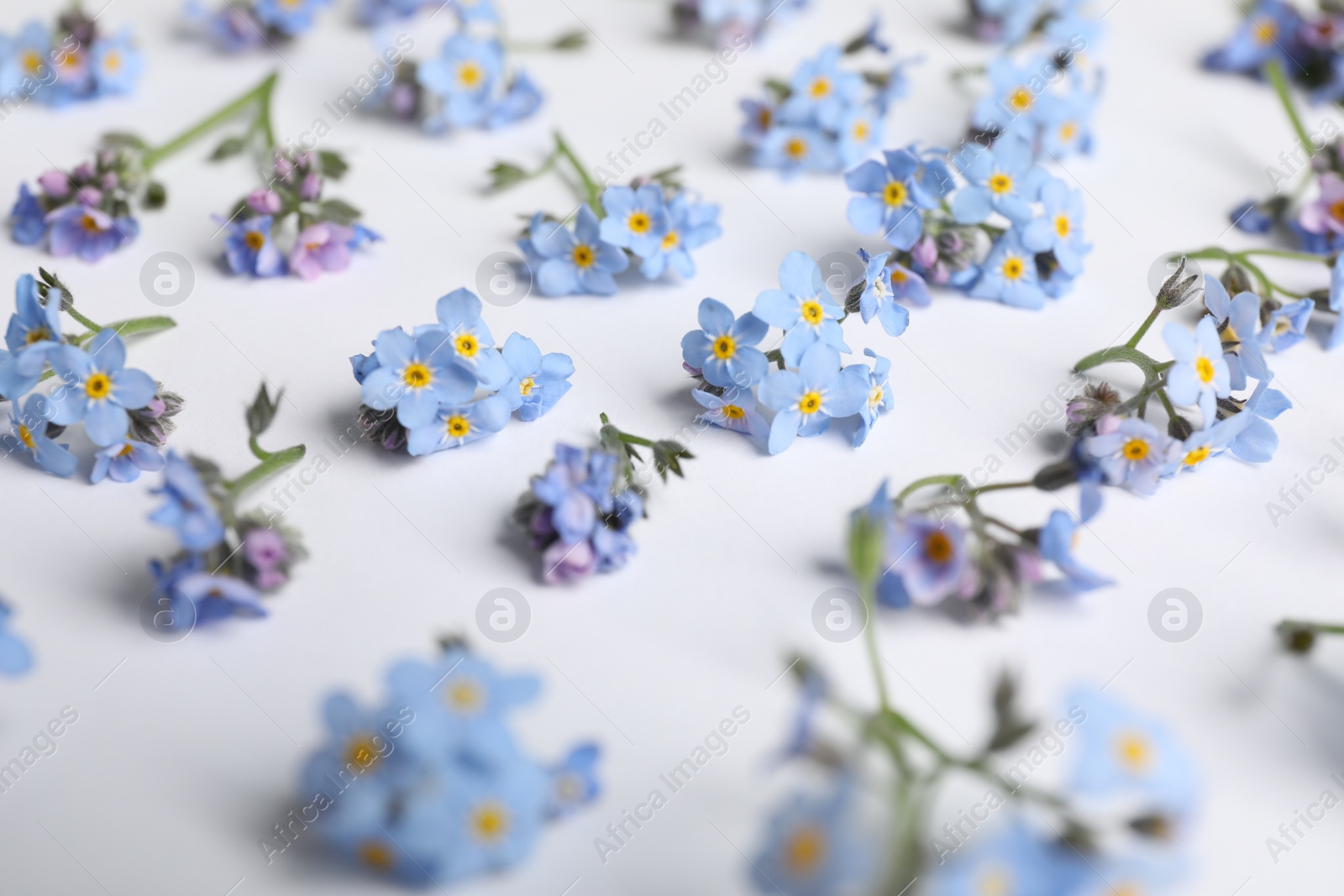 Photo of Beautiful forget-me-not flowers on white background, closeup