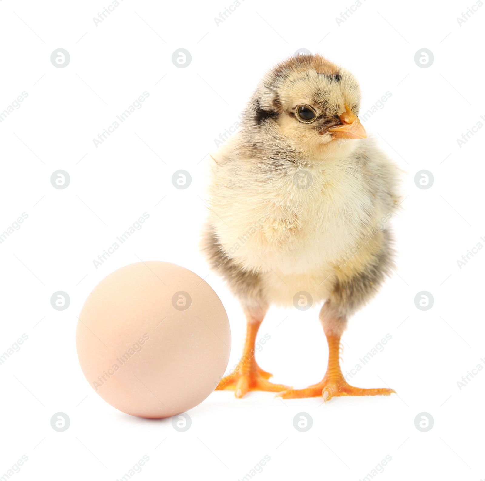 Photo of Cute chick and egg isolated on white. Baby animal