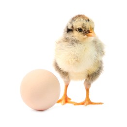 Cute chick and egg isolated on white. Baby animal