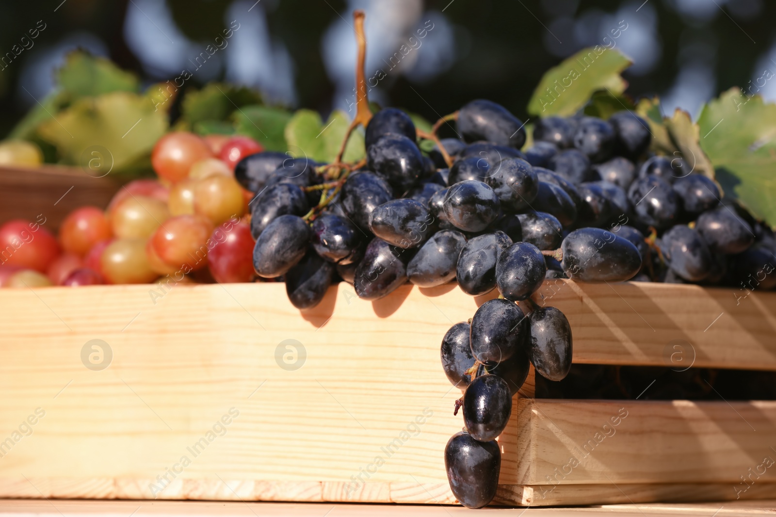 Photo of Fresh ripe juicy grapes in wooden crate against blurred background