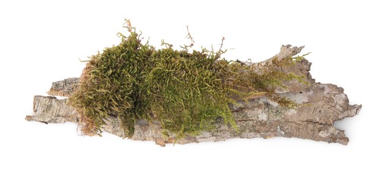 Photo of Tree bark piece with moss on white background, top view