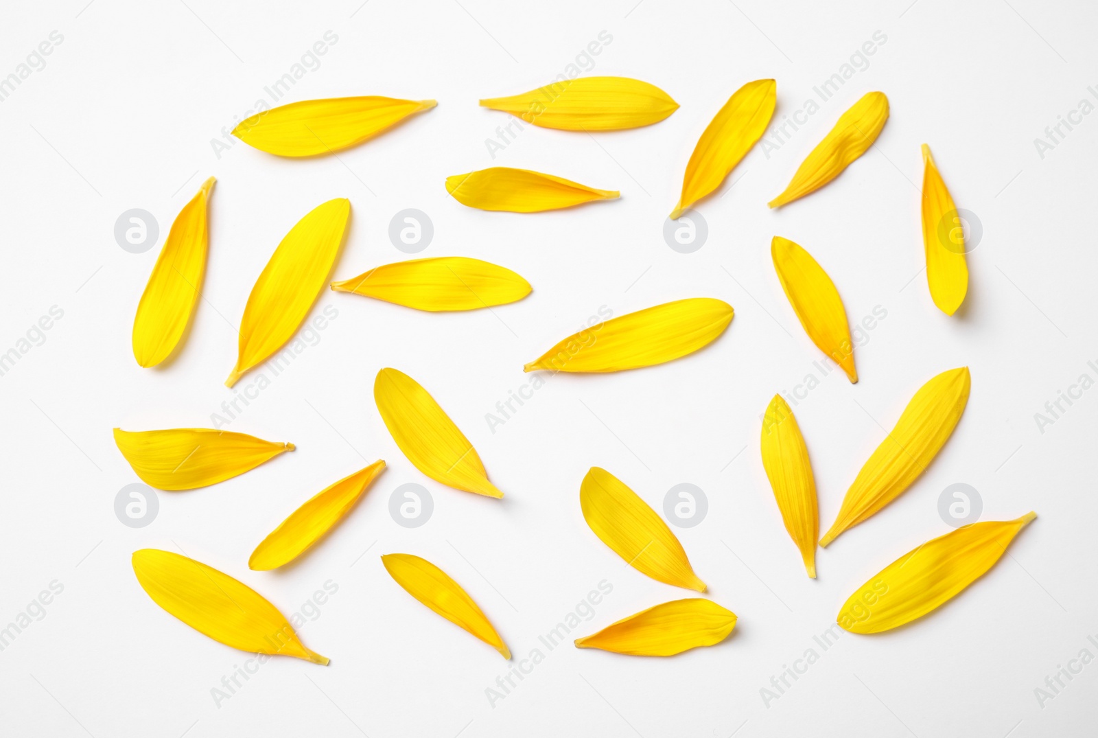 Photo of Fresh yellow sunflower petals isolated on white, top view