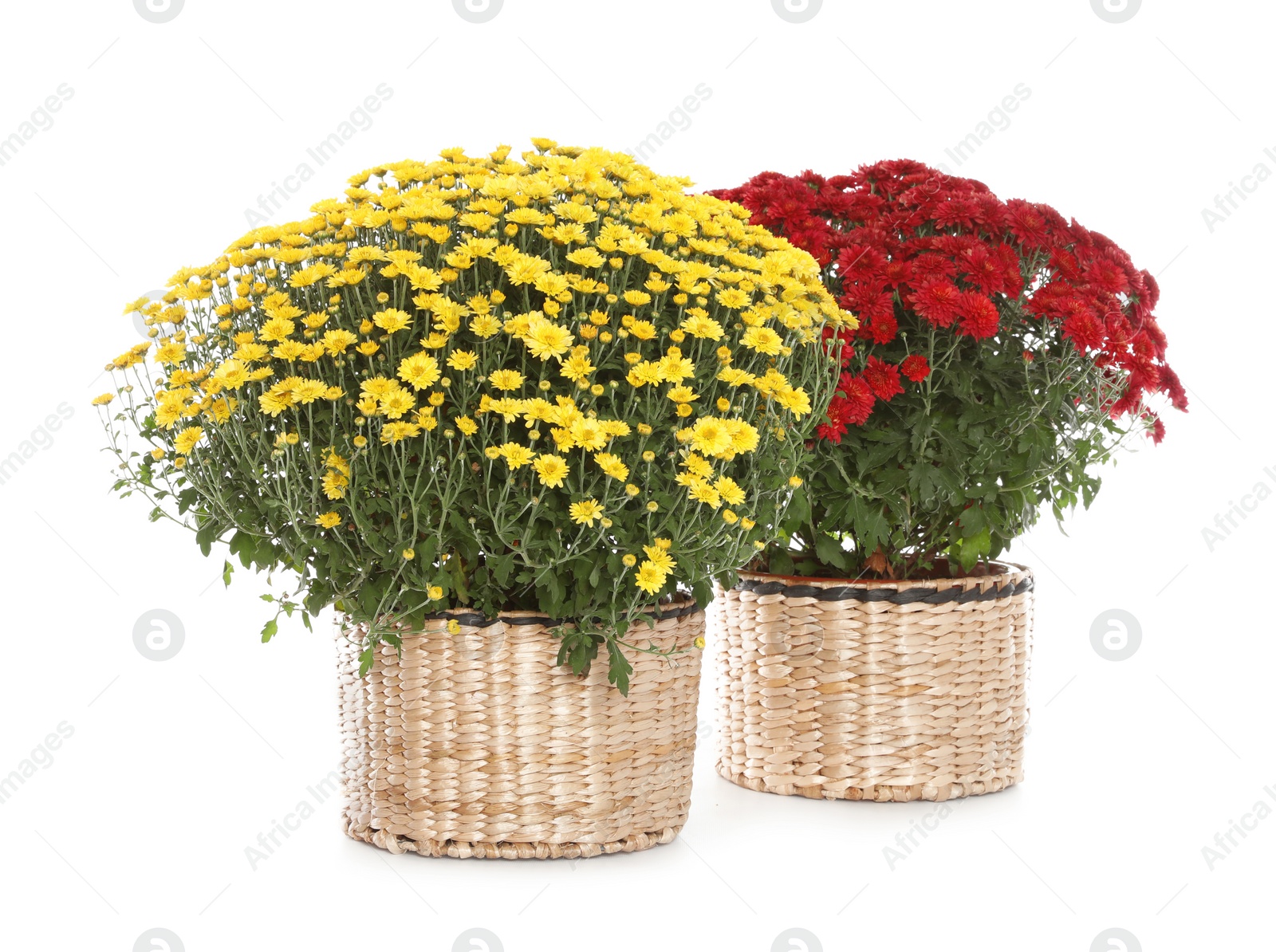 Image of Beautiful potted chrysanthemum flowers on white background