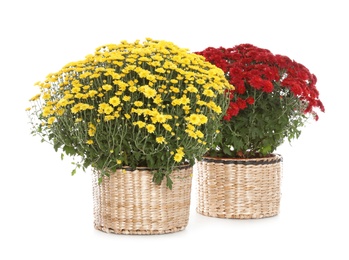 Beautiful potted chrysanthemum flowers on white background