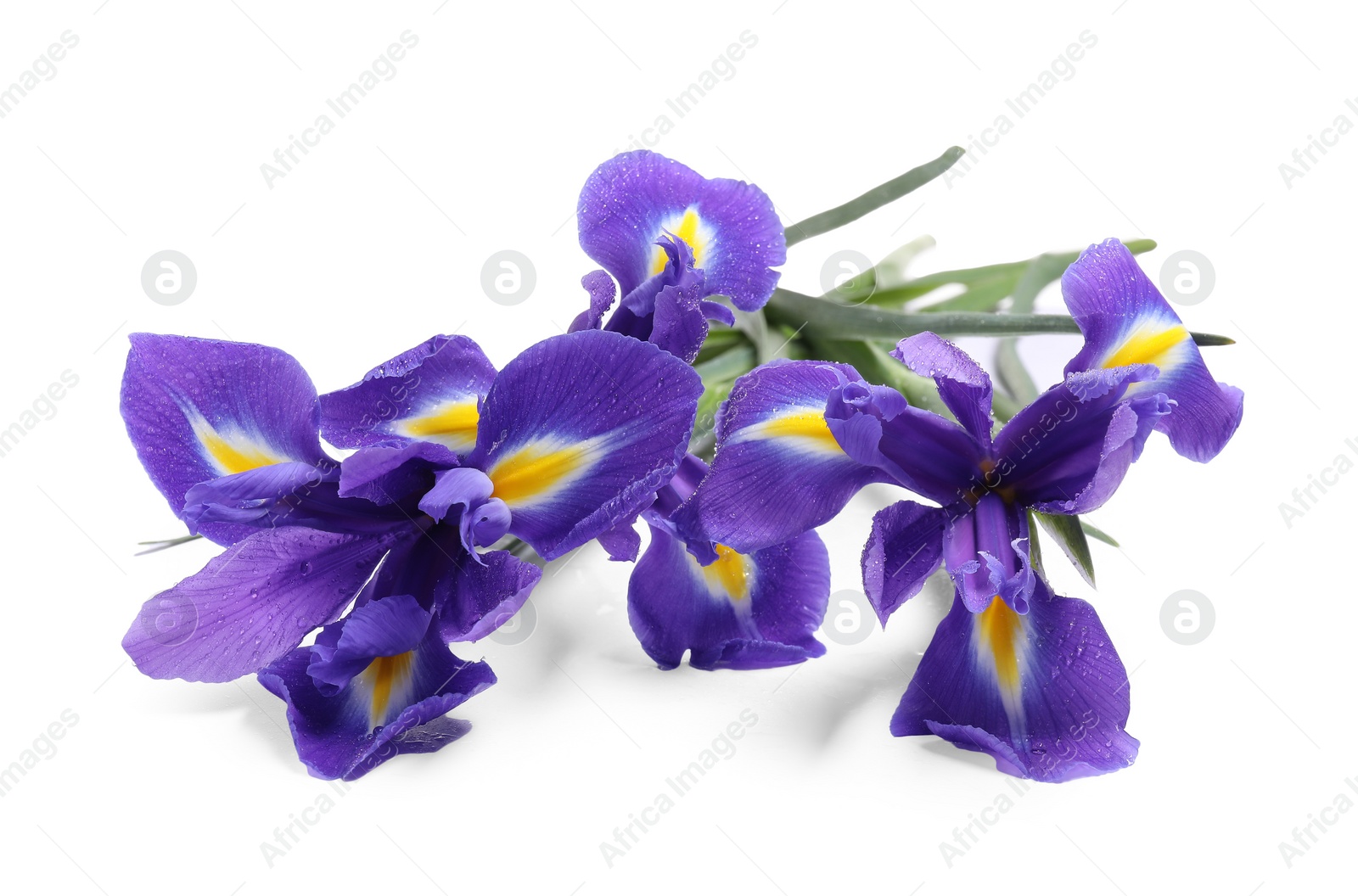 Photo of Beautiful violet iris flowers with water drops isolated on white