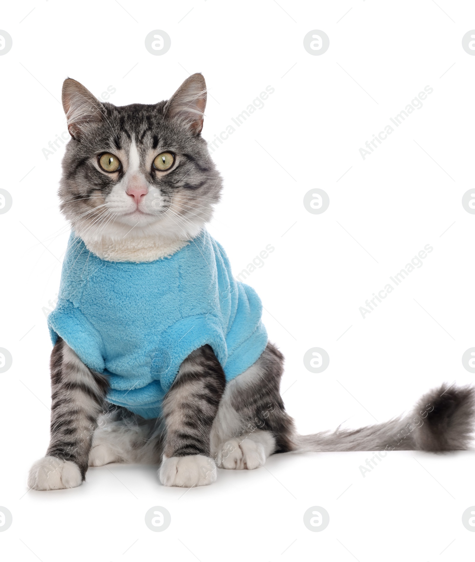 Photo of Cute cat wearing stylish pet clothes on white background