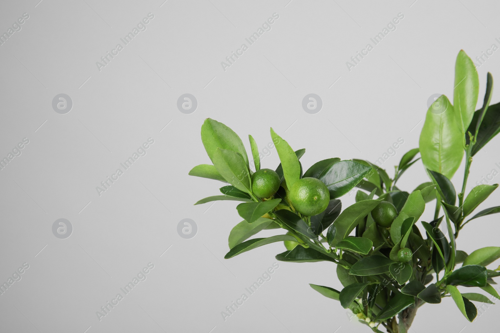 Photo of Beautiful Calamondin home plant on grey background, space for text