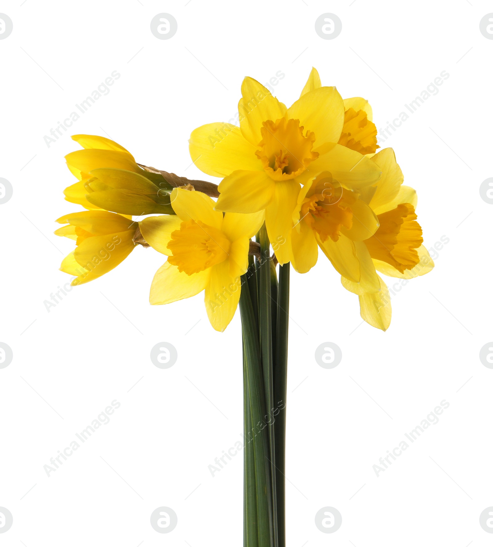 Photo of Beautiful blooming yellow daffodils on white background