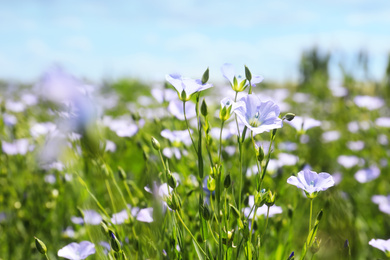 Photo of Closeup view of beautiful blooming flax field