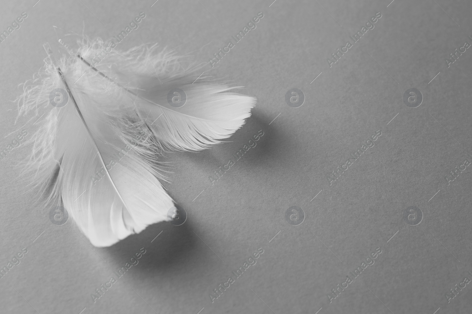 Photo of Fluffy white feathers on light grey background. Space for text