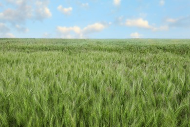 Photo of Beautiful view of field with ripening wheat