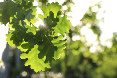 Photo of Closeup view of oak tree with young fresh green leaves outdoors on spring day