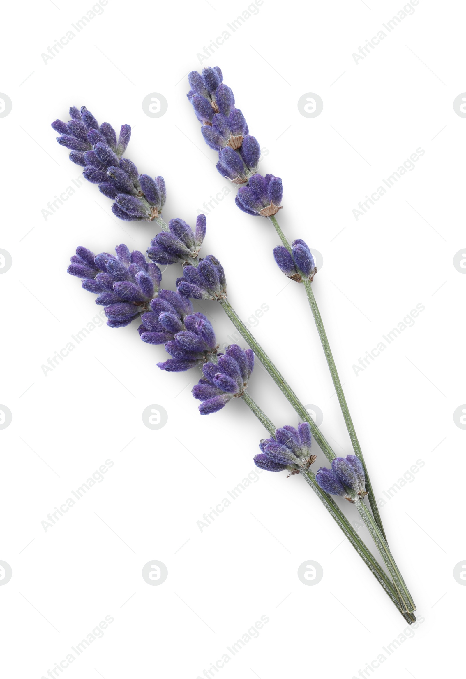 Photo of Beautiful lavender flowers isolated on white. Fresh herb