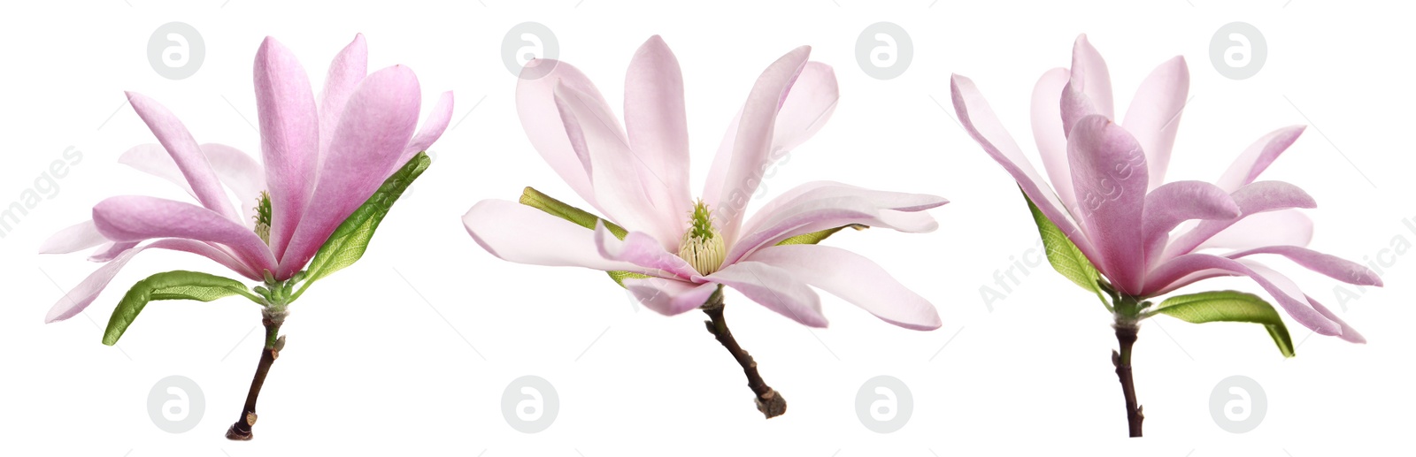 Image of Set with beautiful magnolia flowers on white background. Banner design