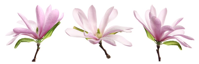 Image of Set with beautiful magnolia flowers on white background. Banner design