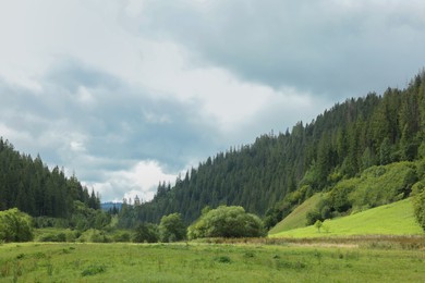 Photo of Picturesque view of green meadow surrounded by forest