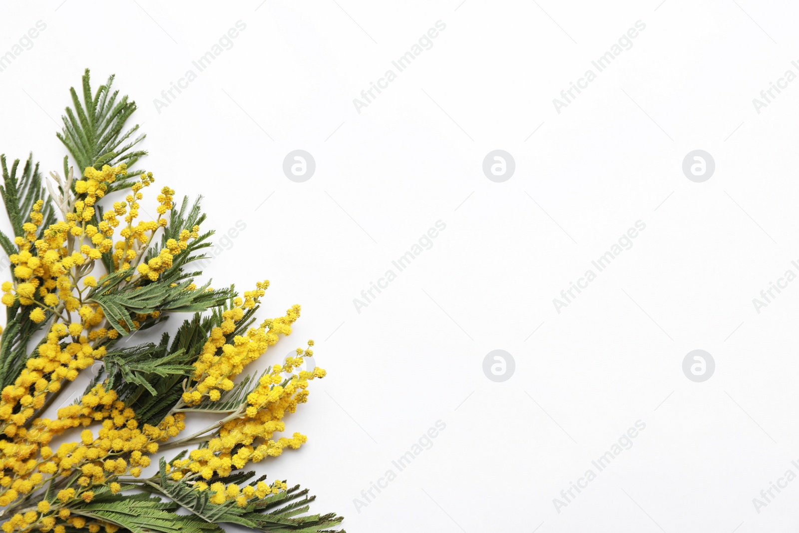 Photo of Beautiful mimosa flowers on white background, top view