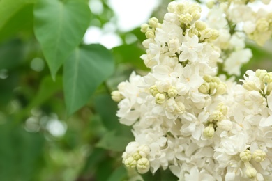 Blossoming lilac outdoors on spring day