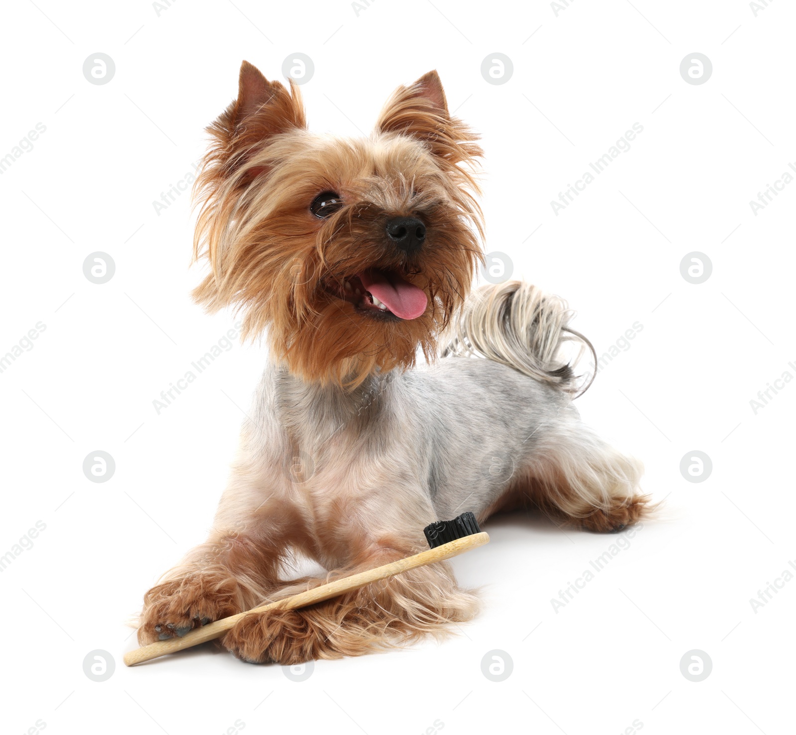 Photo of Cute Yorkshire Terrier with toothbrush on white background