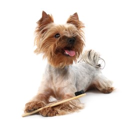 Photo of Cute Yorkshire Terrier with toothbrush on white background