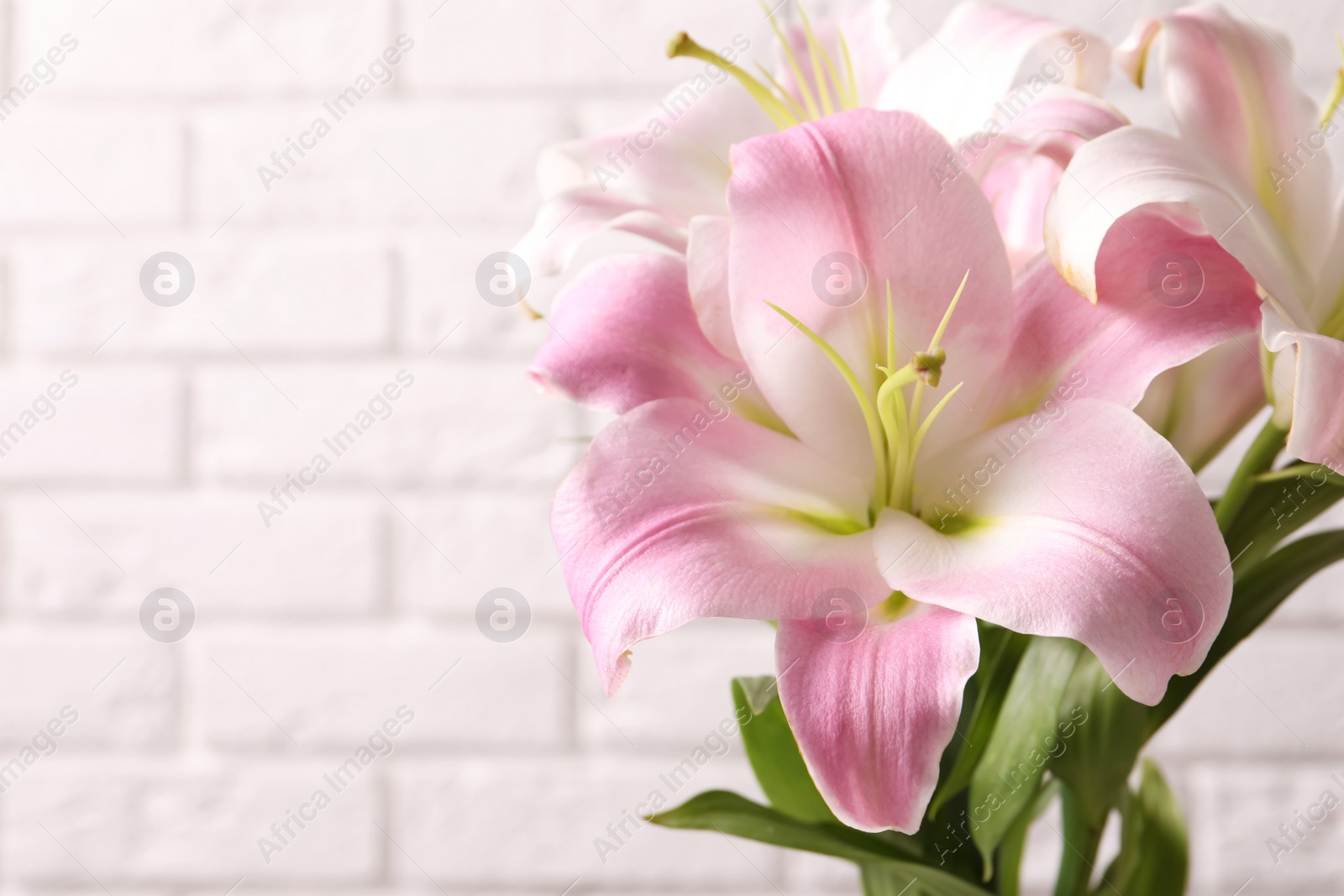 Photo of Beautiful blooming lily flowers on brick wall background