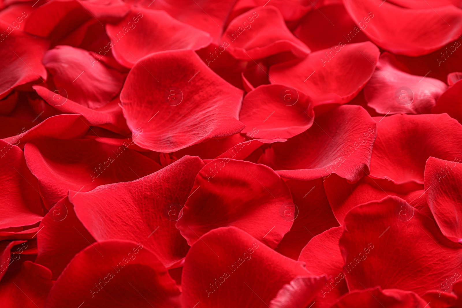 Photo of Fresh red rose petals as background, closeup