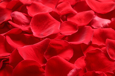 Photo of Fresh red rose petals as background, closeup