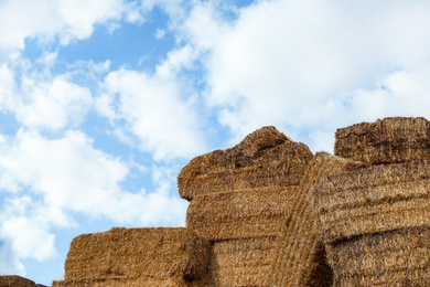 Photo of Many cereal hay bales outdoors. Agriculture industry