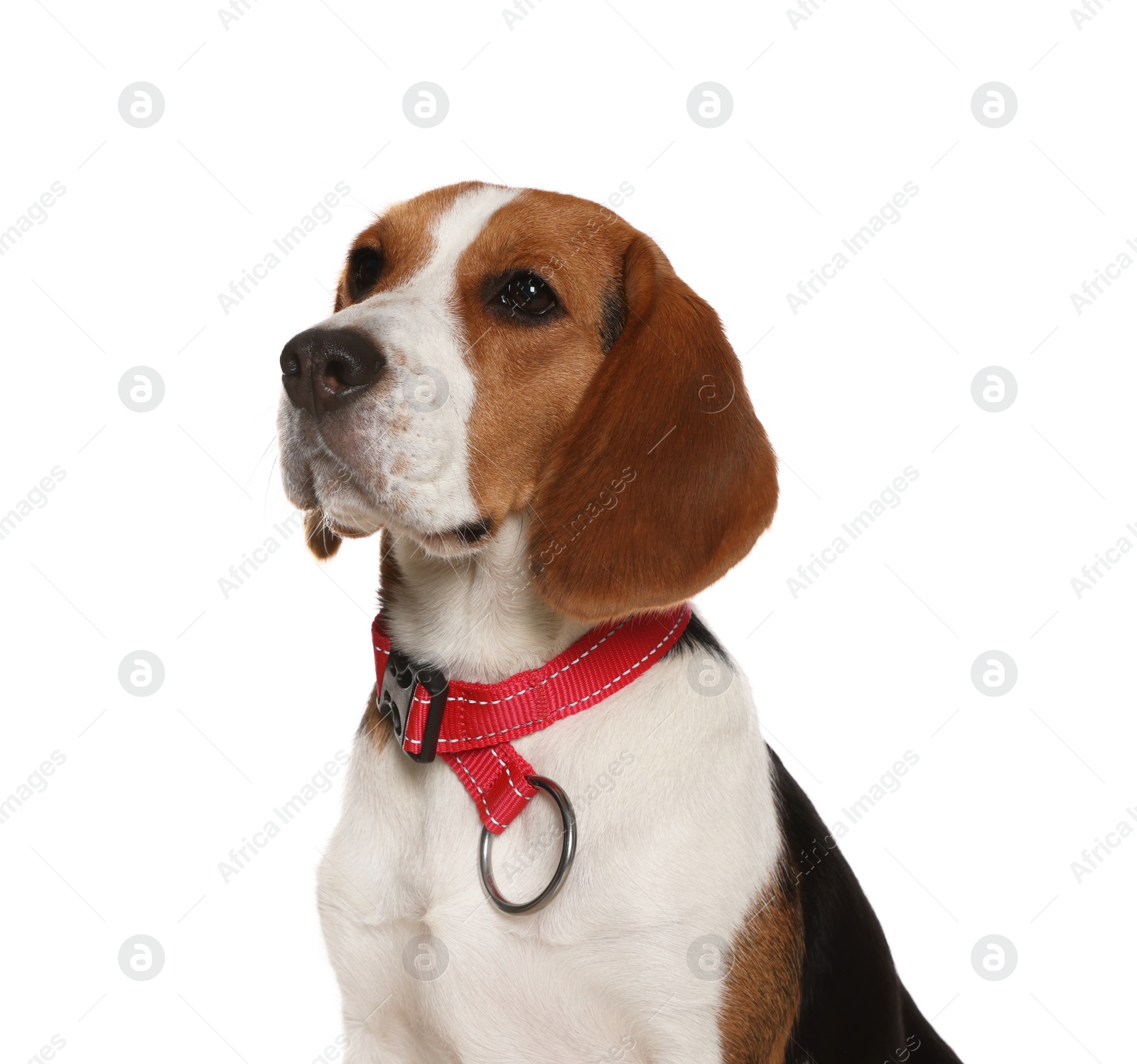 Photo of Adorable Beagle dog in stylish collar on white background