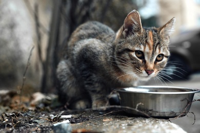 Photo of Lonely stray cat feeding outdoors. Pet homelessness problem