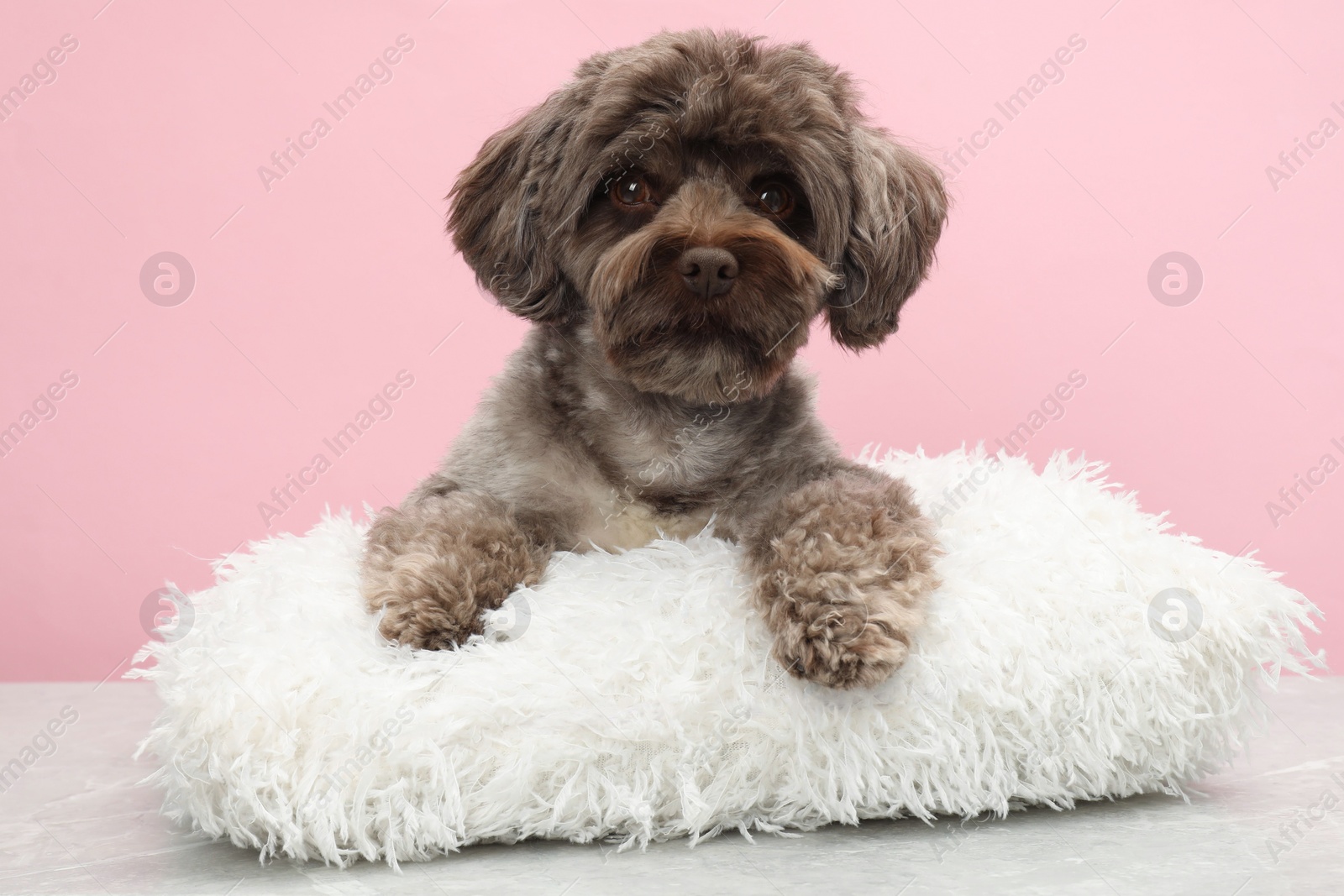 Photo of Cute Maltipoo dog with pillow resting on grey table against pink background. Lovely pet