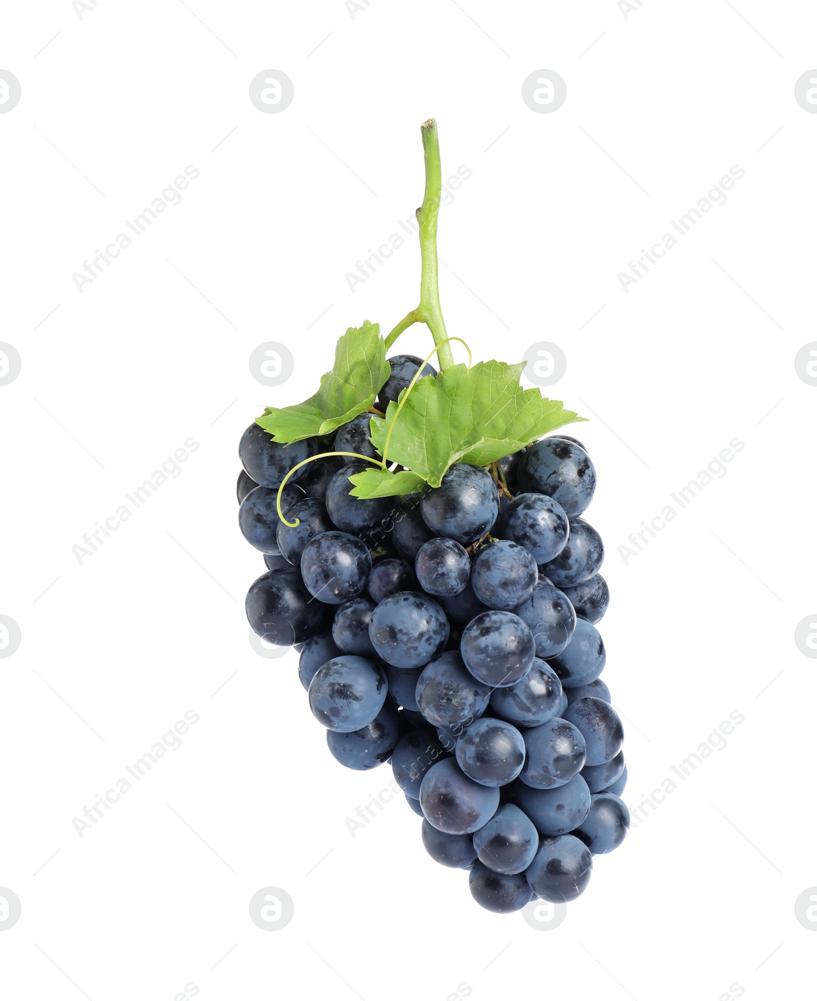 Photo of Bunch of fresh ripe juicy black grapes isolated on white