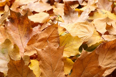 Photo of Pile of autumn leaves as background, closeup