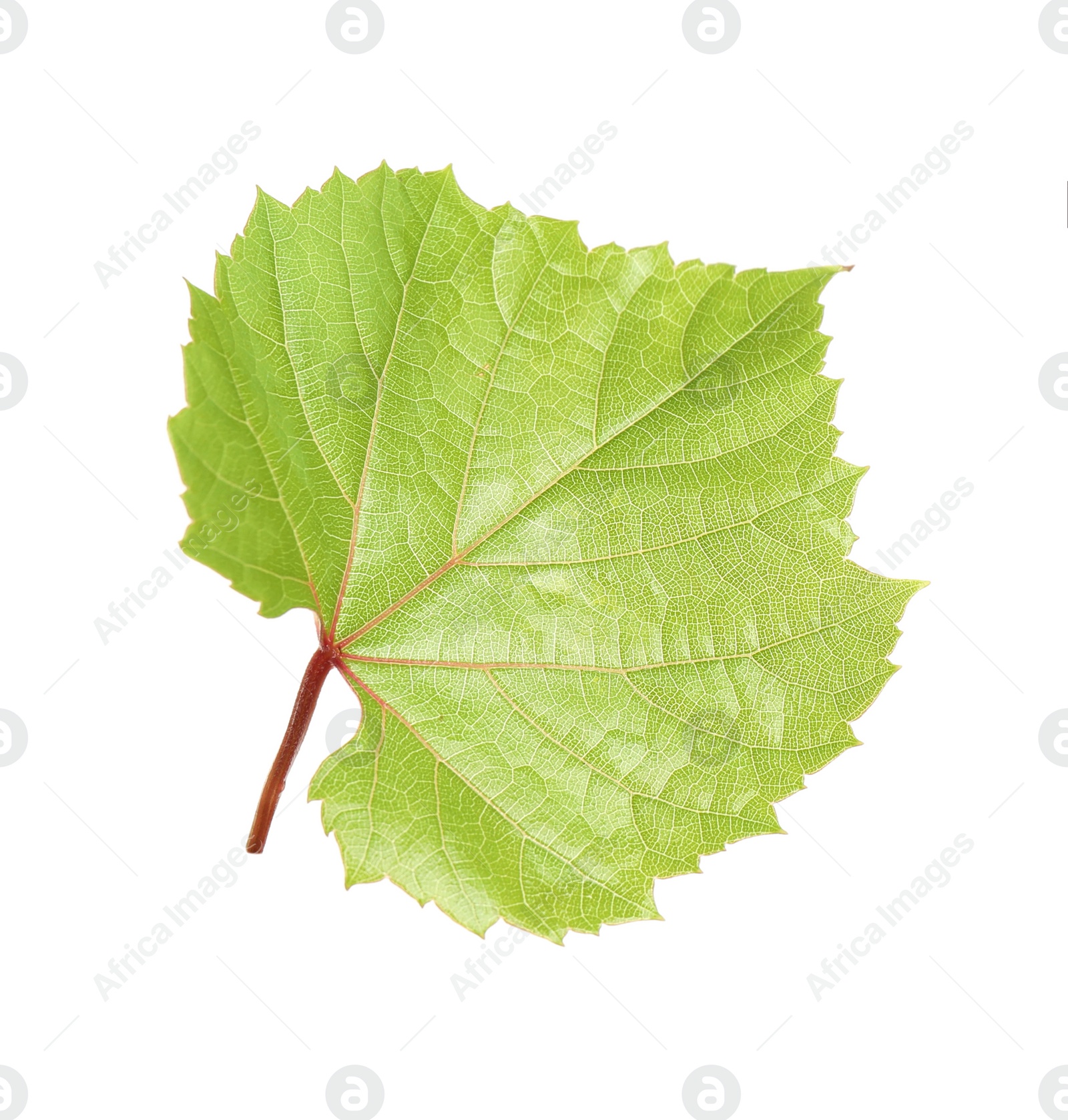 Photo of Fresh green grape leaf isolated on white