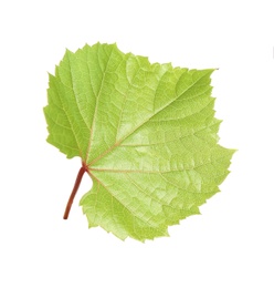 Photo of Fresh green grape leaf isolated on white