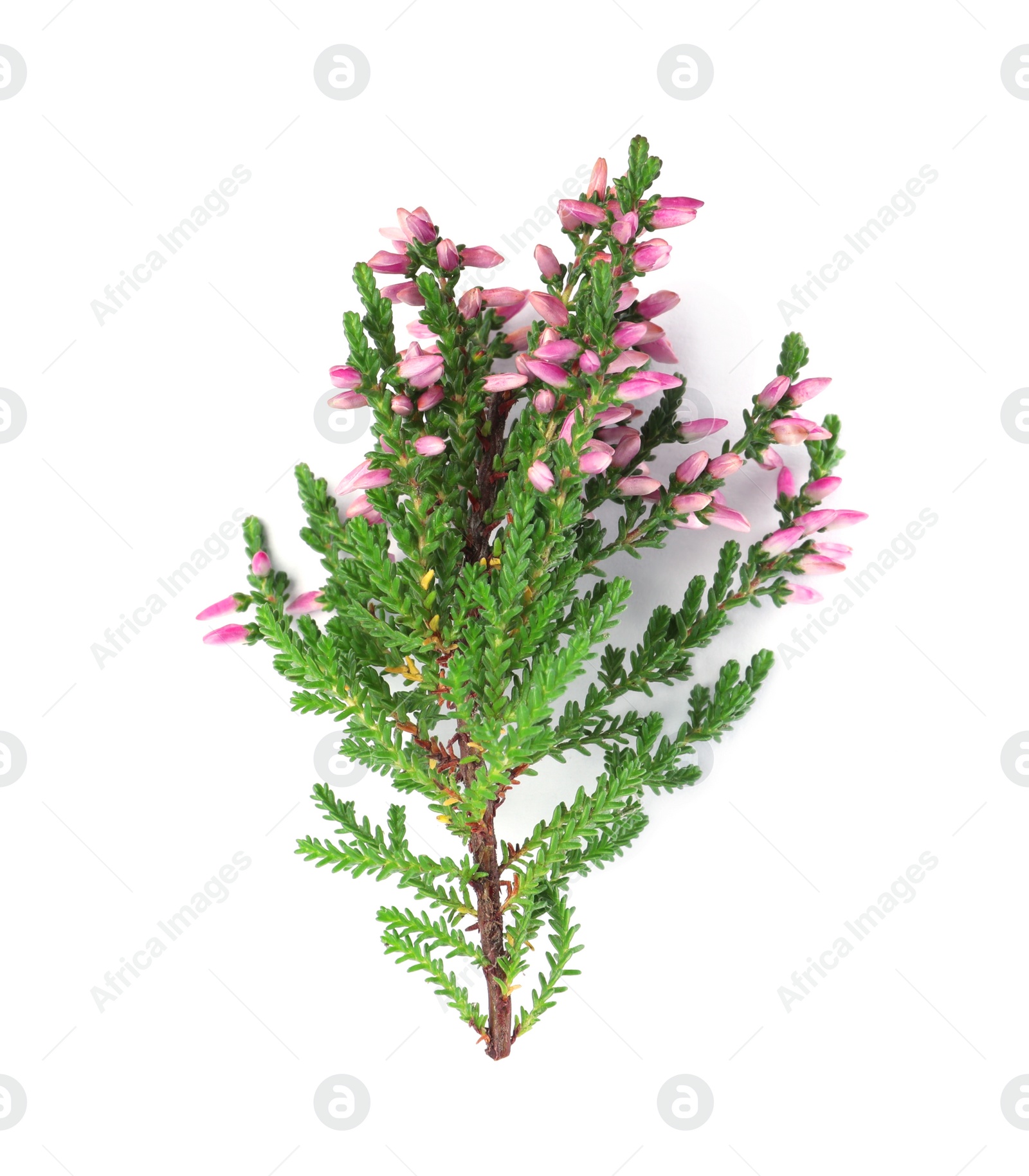 Photo of Branch of heather with beautiful flowers isolated on white