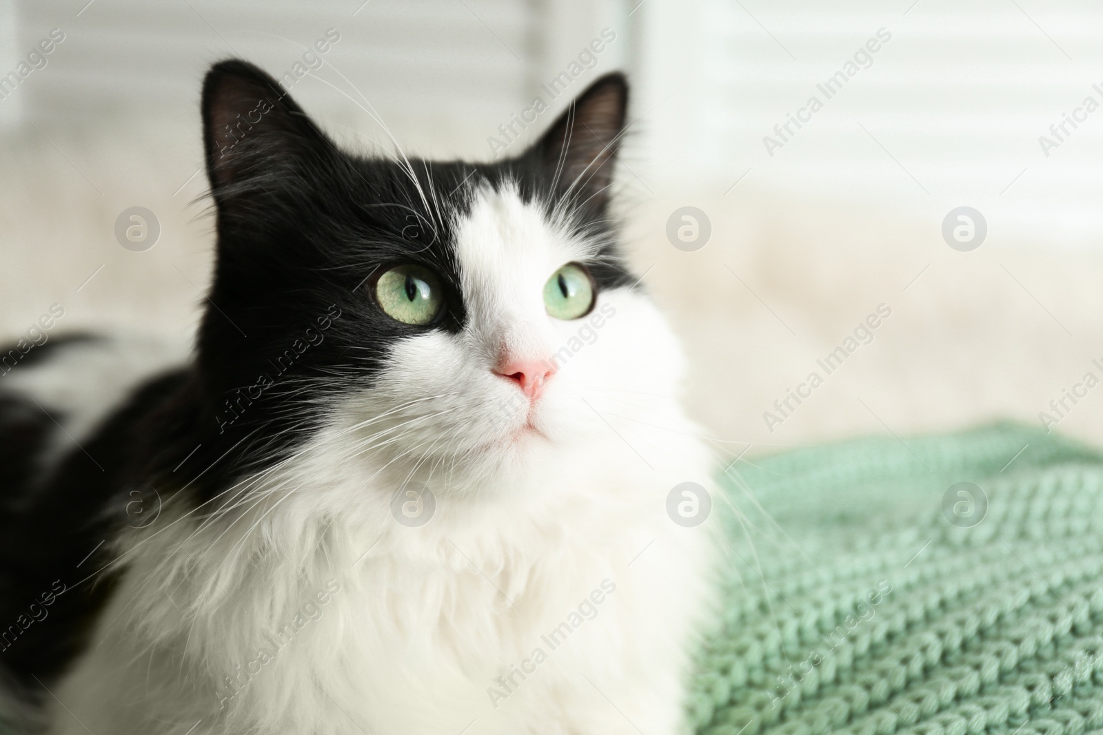 Photo of Cute cat relaxing on green knitted fabric. Lovely pet