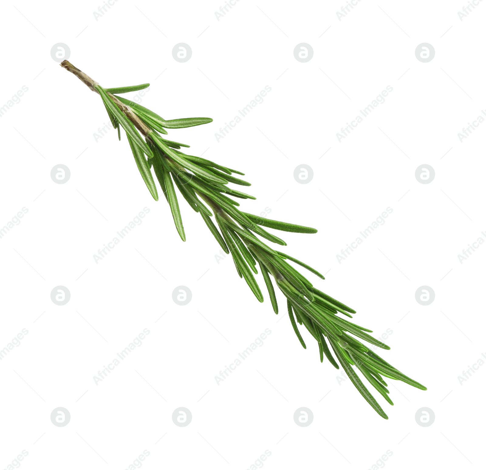 Photo of Fresh green rosemary isolated on white. Aromatic herb