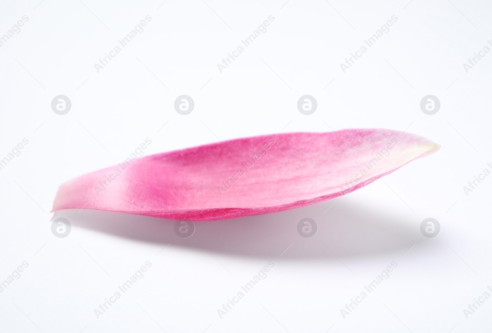 Photo of Beautiful pink lotus flower petal isolated on white