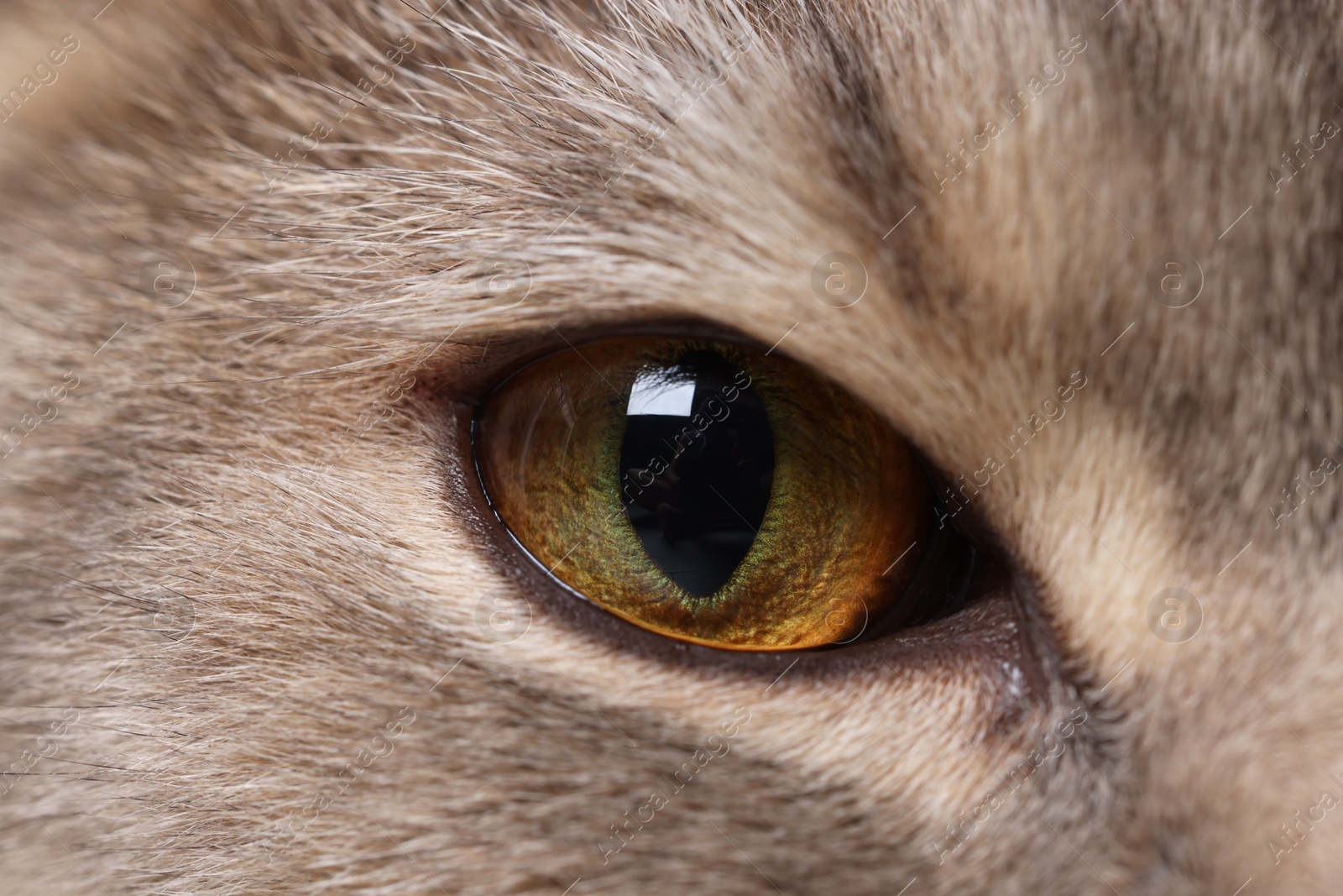 Photo of Cat, macro photo of right eye. Cute pet