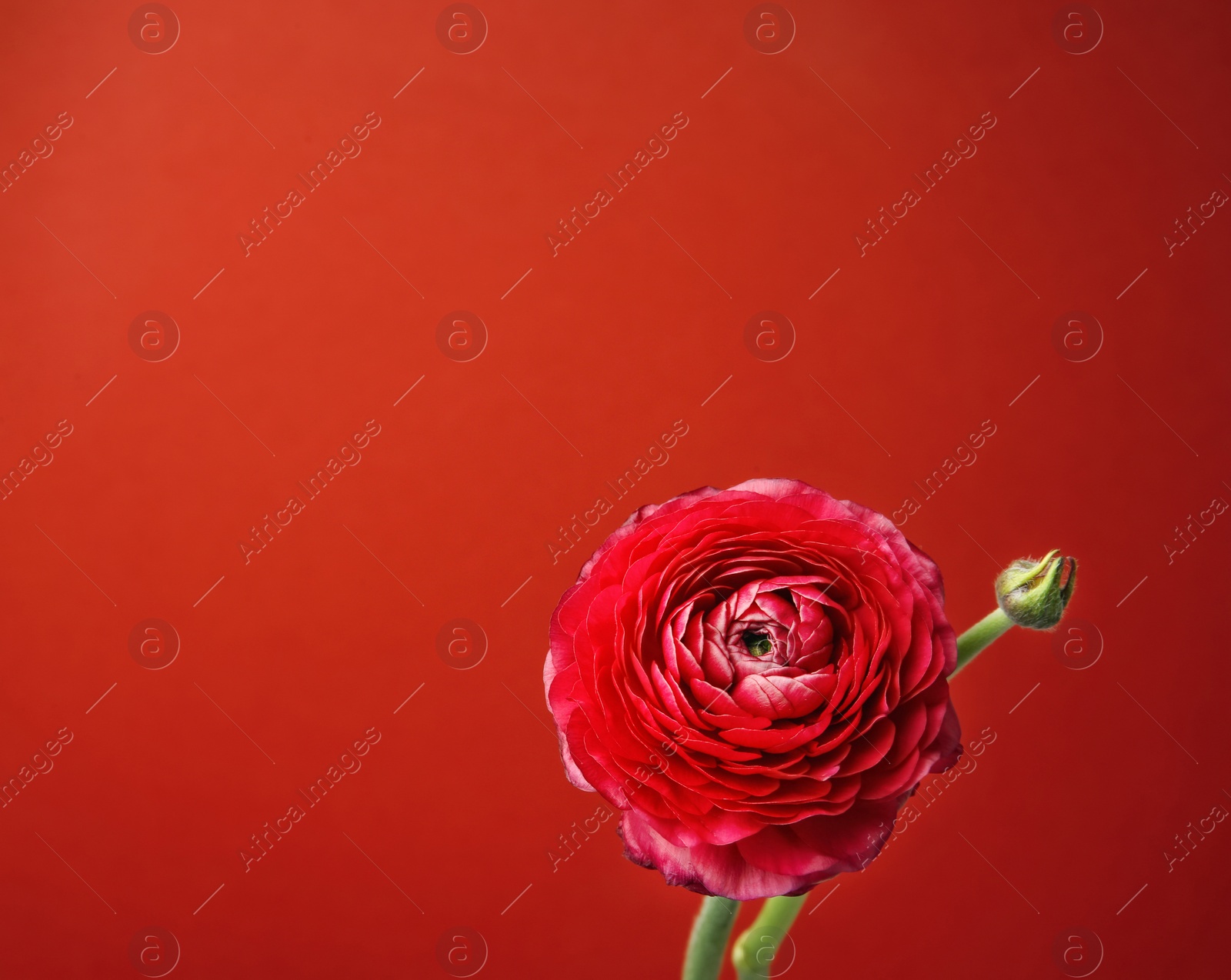 Photo of Beautiful ranunculus flower on color background