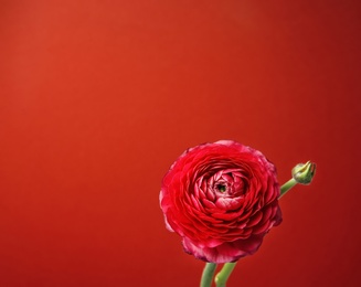 Photo of Beautiful ranunculus flower on color background